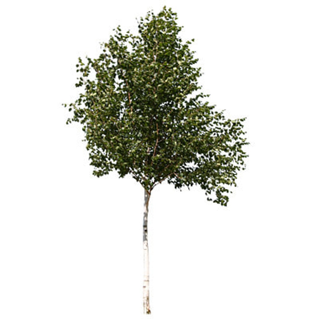  https://p.turbosquid.com/preview.turbosquid.com/Preview/2014/08/01__17_25_29/Trees 2-20 TS.jpg42924244-8be2-4a1f-9b68-88856cc07f6aLarger/jpg/1217967528/1920x1080/fit_q87/b3041a0162073cfd98e8172846256579406e51e5/Trees 2-20 TS.jpg42924244-8be2-4a1f-9b68-88856cc07f6aLarger.jpg